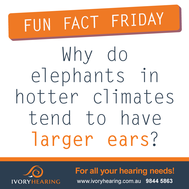 Fun Fact Friday - Why do some elephants have larger ears?